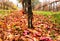 Beautiful colorful vineyard in Italy in autumn