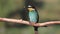 Beautiful colorful wild bird sitting on a branch with a dragonfly in its beak