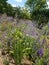 Beautiful colorful wildflower patch