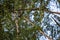 A beautiful, colorful woodpecker feeding in the pine forest.