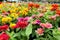 Beautiful Colorful Zinnia Elegans Flowers on wonderful flowers background in the garden for Background