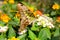 Beautiful ColorFull Butterfly on the flower