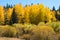 Beautiful colors of aspen trees in fall