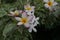 beautiful colors of frangipani and jasmine flaower
