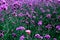Beautiful colors of fresh purple flowers  blossom, Violet lavender fields