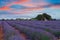 Beautiful colors of lavender field in Provence, Valensole