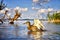 Beautiful colors of the sky, water reflection and duck during sunrise