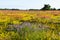 Beautiful colors by summertime in a swedish nature reserve