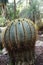 Beautiful and Colossal cactus in the garden