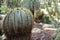 Beautiful and Colossal cactus in the garden