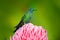 Beautiful colour scene from nature. Green-crowned Brilliant hummingbird, Heliodoxa jacula, near pink bloom with pink flower backgr