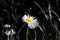 A beautiful colour solo daisy in the middle of grassland when bloom and stem is in colour and rest of the picture is in black and