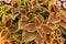 Beautiful coloured leaves of Coleus Solenostemon or Coleus Plectranthus