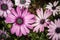 Beautiful Colourful African Daisies