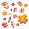 Beautiful colourful autumn leaves isolated