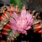 Beautiful Colourful Cactus flower Gymnocalycium mihanovichii
