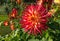 Beautiful colourful dahlia in the garden on a sunny day