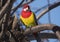 Beautiful colourful Eastern Rosella parrot