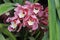 Beautiful, colourful and fragrant Orchid flower floral background with green foliage.