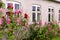 Beautiful colourful hollyhocks Alcea rose flower bloom at the window of the house.