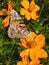 Beautiful colourful lovely butterfly on orange flower in garden nature fantasy greenery all over