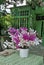 Beautiful colourful orchid in white vase on green table