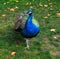 Beautiful and colourful peacock close up.