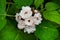 A beautiful colourful white tropical flower Chinese Glorybower Clerodendrum chinense