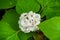 A beautiful colourful white tropical flower Chinese Glorybower Clerodendrum chinense