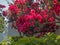 Beautiful colourfull blossom flowers in Greek Island