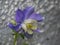 Beautiful Columbine flower