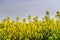 Beautiful colza flowering, yellow field of