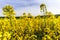 Beautiful colza flowering, yellow field of