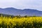 Beautiful colza flowering, yellow field of