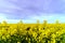 Beautiful colza flowering, yellow field of