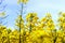 Beautiful colza flowering, yellow field of