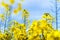 Beautiful colza flowering, yellow field of
