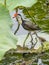 Beautiful Comb-crested jacana bird with chick on floating leaf, Kakadu Park, Australia