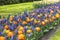 A beautiful combination of blue Muscari and orange tulips in a flower bedi n a park in Lisse, Netherlands