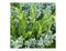 A beautiful combination of Hart`s-tongue fern Asplenium scolopendrium and Parennials shrub