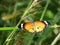 A beautiful combination of an orange and black butterfly with wonderful white designs on its wings