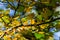 Beautiful combination of yellow and green leaves in autumn. Small petals of a young tree, illuminated by sunlight through and thro