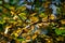 Beautiful combination of yellow and green leaves in autumn. Small petals of a young tree, illuminated by sunlight through and thro