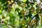 Beautiful combination of yellow and green leaves in autumn. Small petals of a young tree, illuminated by sunlight through and thro