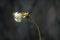 A beautiful Common Albatross Butterfly on a flower