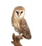 Beautiful common barn owl on twig against background