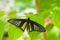 Beautiful Common Birdwing butterfly