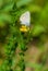 Beautiful common blue male butterfly on meadow vetchling