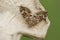 A beautiful Common Carpet Moth, Epirrhoe alternata.