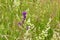 Beautiful and common Clustered bellflower Campanula glomerata flowering